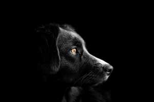 Собаки без владельцев: отлов, осмотр, стерилизация, вакцинация и выпуск животных