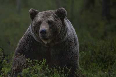 В Хакасии медведи стали чаще выходить в лесостепи