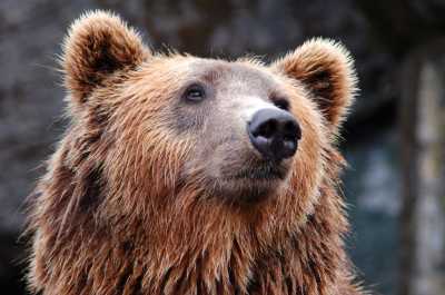 Медведи справят новоселье в абаканском зоопарке