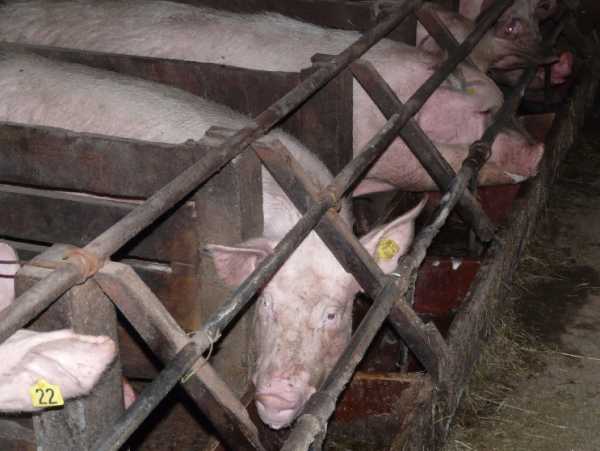 Свинина под запретом: на въезде в Хакасию посты