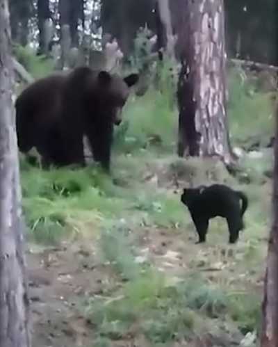 Битва титанов: домашний кот прогнал огромного медведя