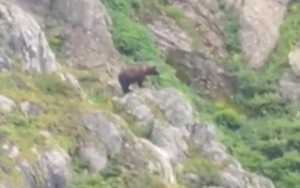 Безмятежную прогулку медведей сняли на видео в Хакасии