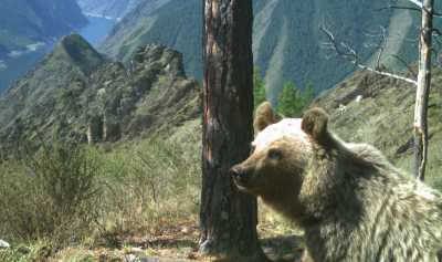 Медведь красовался перед камерой в заповеднике