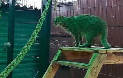 Лесные коты поселились в абаканском зоопарке