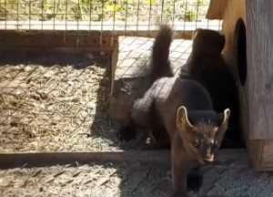 Беспокойное семейство появилось в абаканском зоопарке