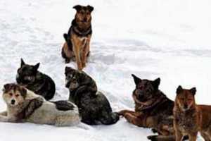 В Саяногорске не знают что делать с бродячими собаками