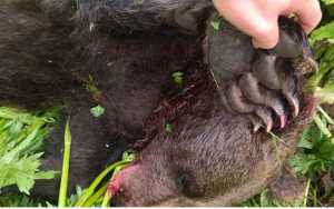 Медведя, который напал на туристов в парке Ергаки, застрелили