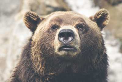 В Хакасии просыпаются медведи