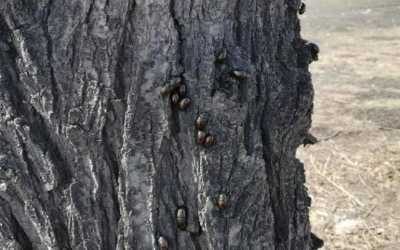 Полчища жуков атаковали деревья в Абакане