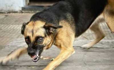 Следком РФ: собаки нападают на детей - обойдёмся полумерами в законе и свалим на муниципалитеты?