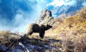В Саяно-Шушенском заповеднике проснулись медведи