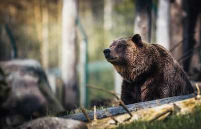Туристов предупредили о медведях в Ергаках