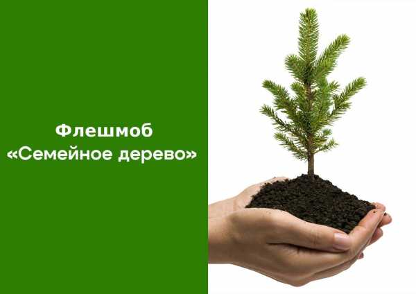 Вырастить семейное дерево предлагают жителям Хакасии