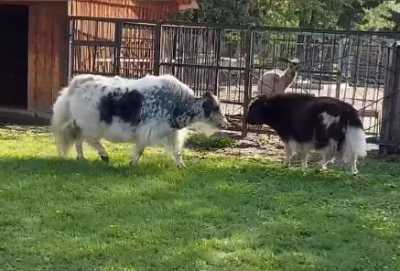 В абаканском зоопарке подружились яки
