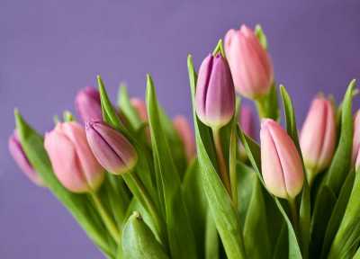 Тюльпаны оказались дефицитом в Абакане 8 марта