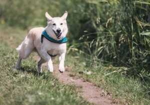 В Хакасии появились дополнительные требования к содержанию собак