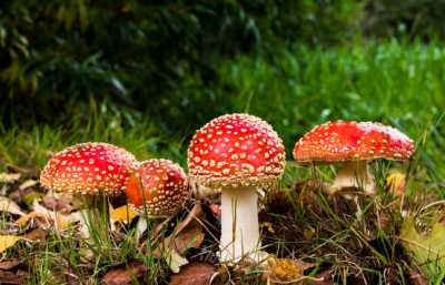 Жители Хакасии отравились грибами