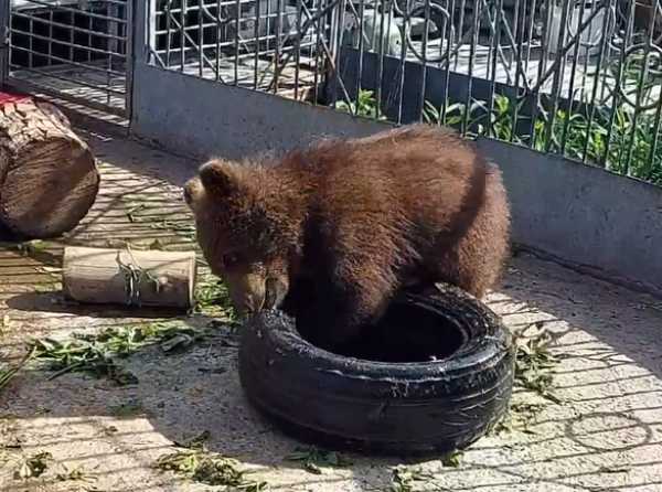 Как ребенок: забавы медвежонка попали в кадр в Абакане