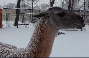 Как снегопад встречали питомцы абаканского зоопарка